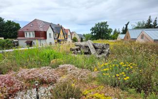 Green roof with dead wood