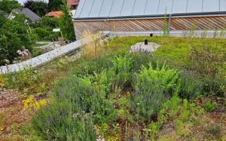 Green roof with perennials, grasses and herbs