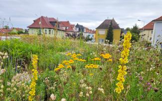 Flowers on a green roof