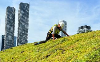 Worker on a pitched green roof