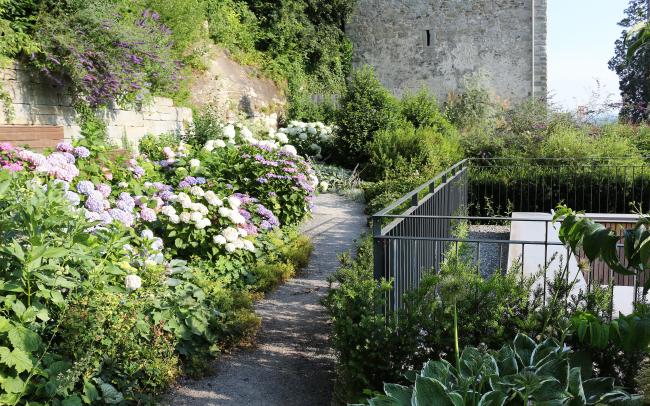Pathway lined with numerous Hydrangeas