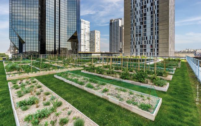 Green roof with lawn and vegetable patches surrounded by scyscrapers