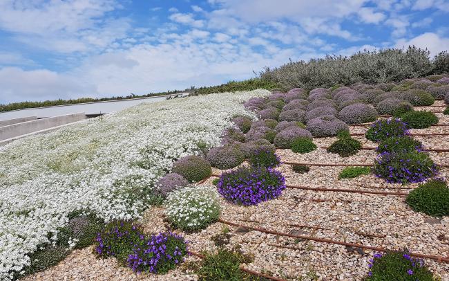 Pitched green roof with white and purple flowers