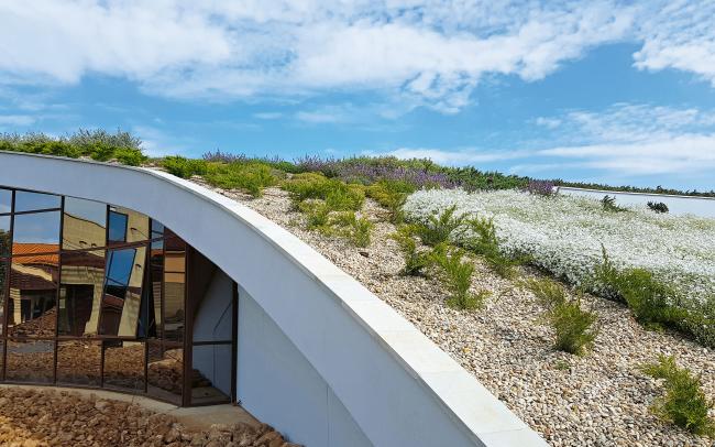 Pitched green roof in full bloom