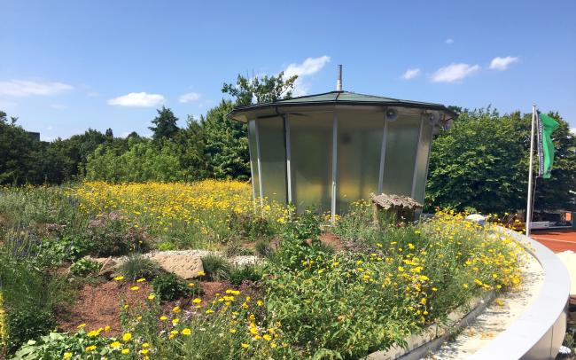Biodiverse green roof