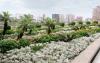 Roof garden with exotic plants